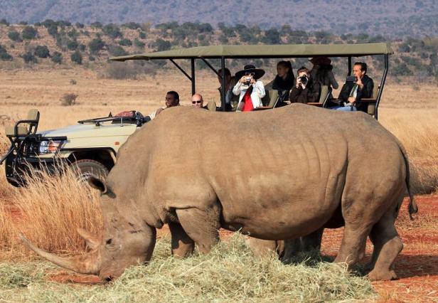 Afrique - Des rhinocéros sud-africains transférés au Botswana pour fuir le braconnage