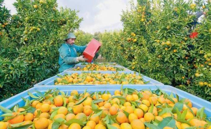 EL-TARF -  Les oranges en quantité mais les spéculateurs font les prix