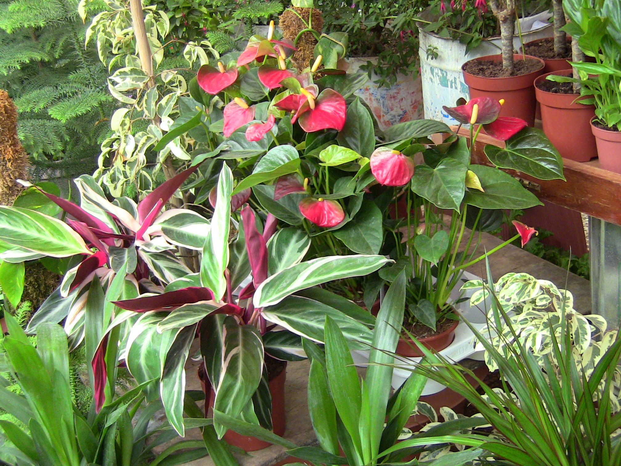 Blida ville des Roses.