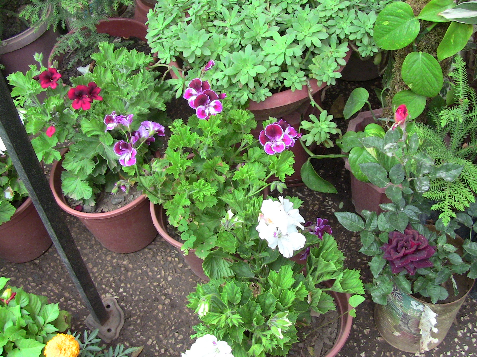 Blida ville des Roses.