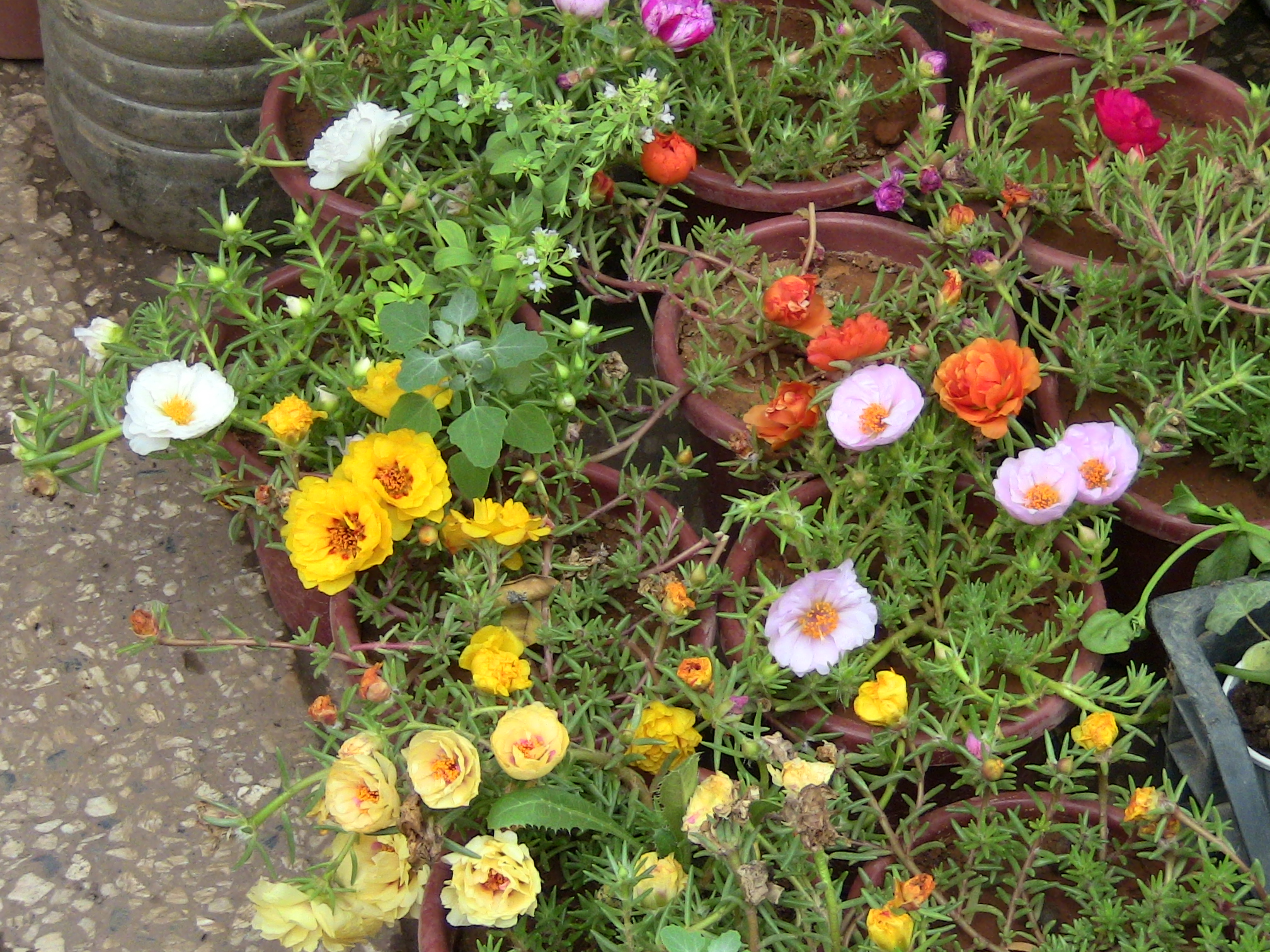 Blida ville des Roses.