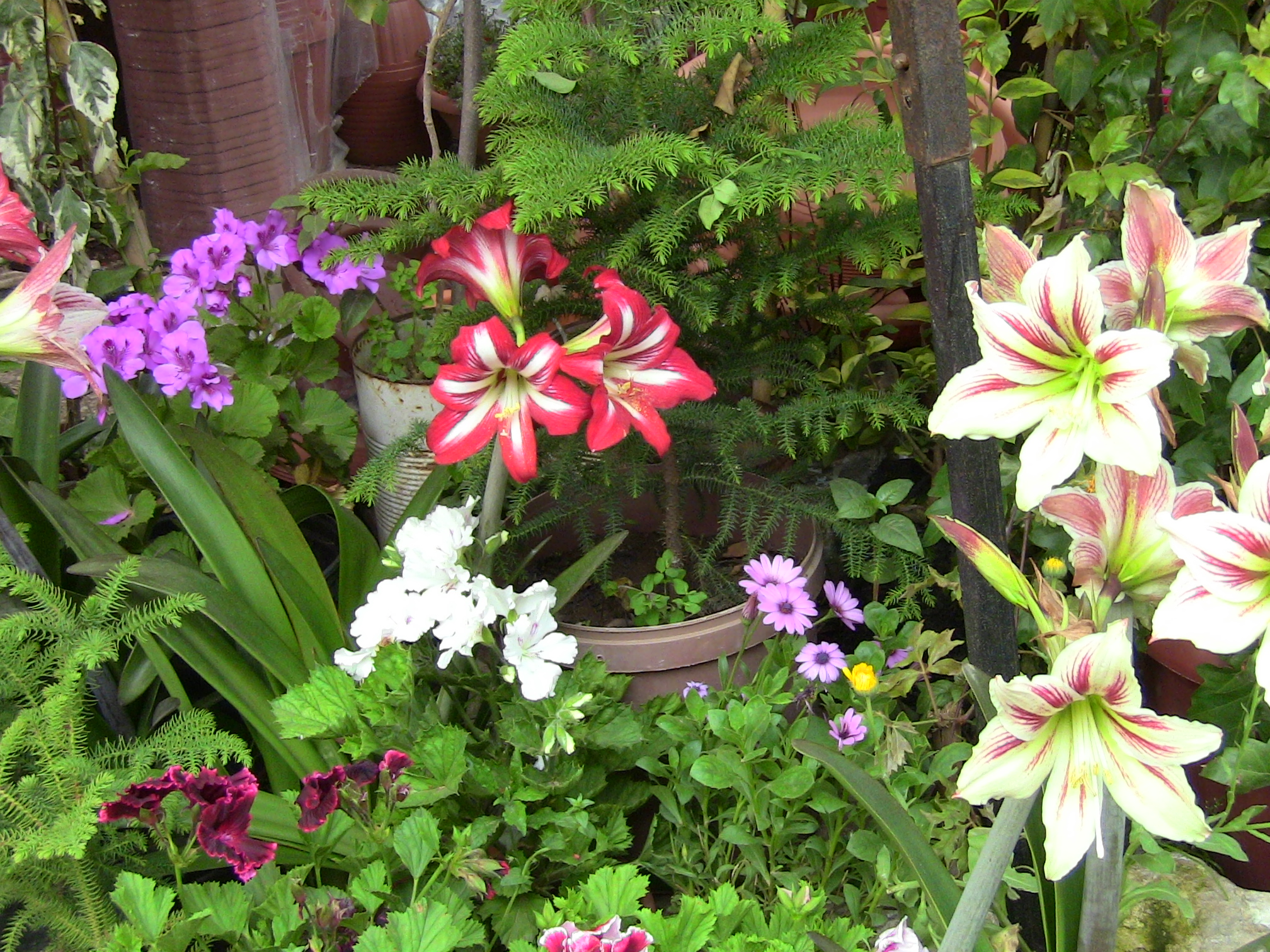 Blida ville des Roses.