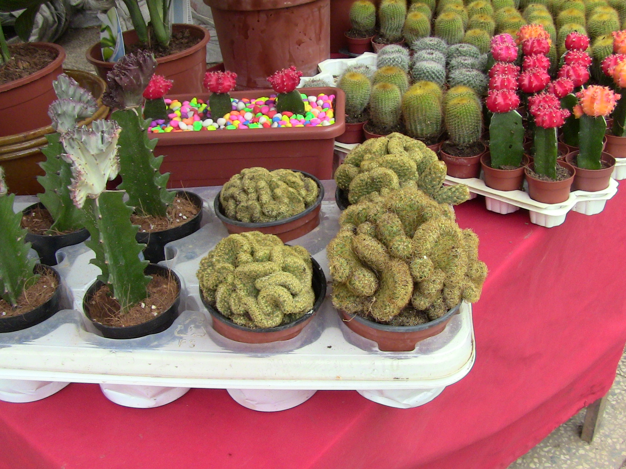 Blida ville des Roses.