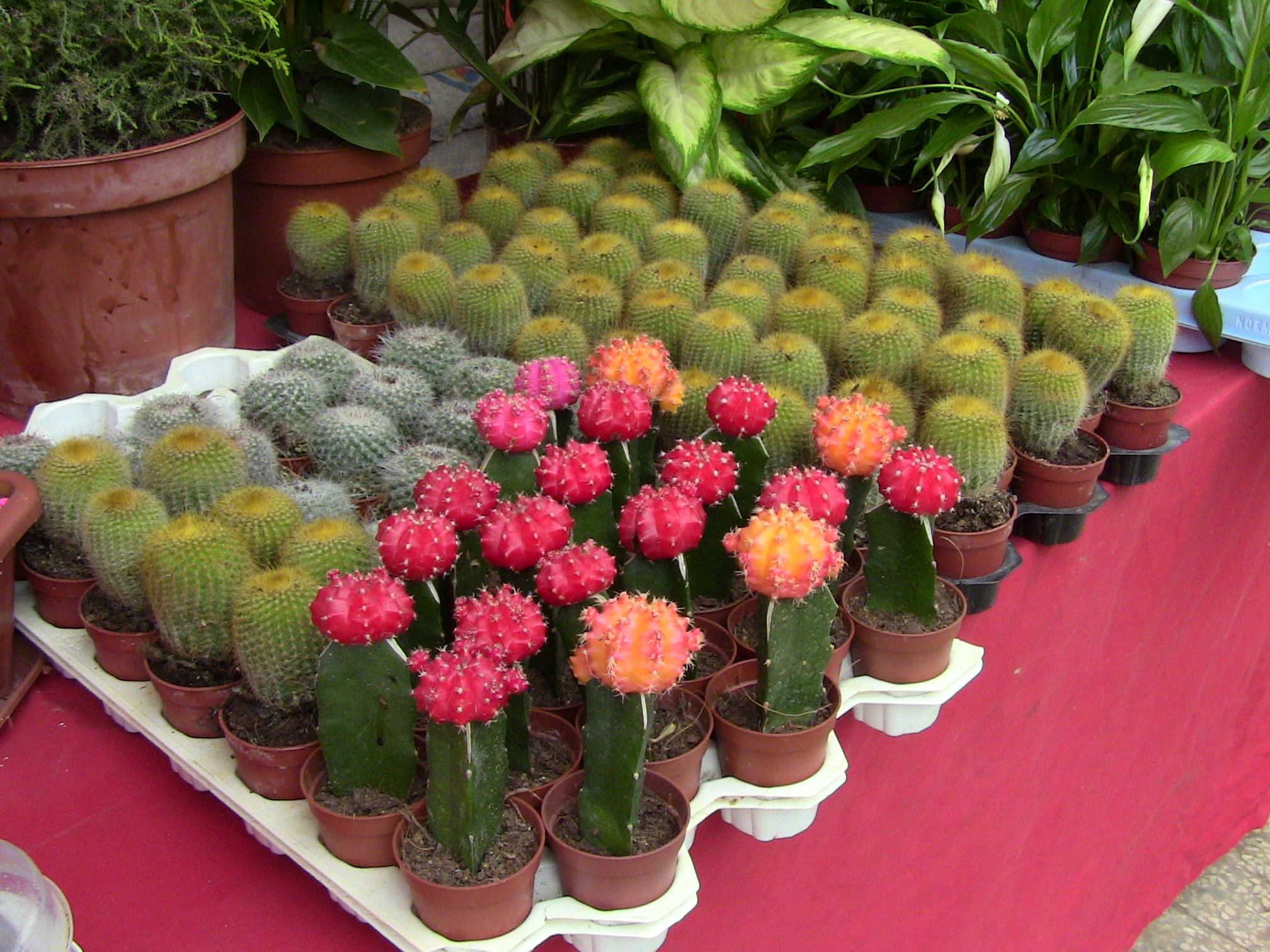 Blida ville des Roses.