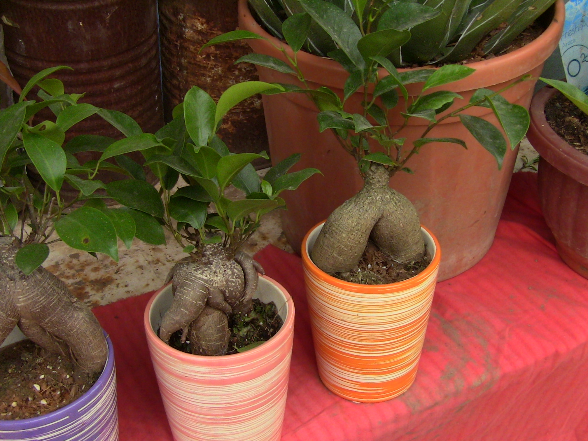 Blida ville des Roses.