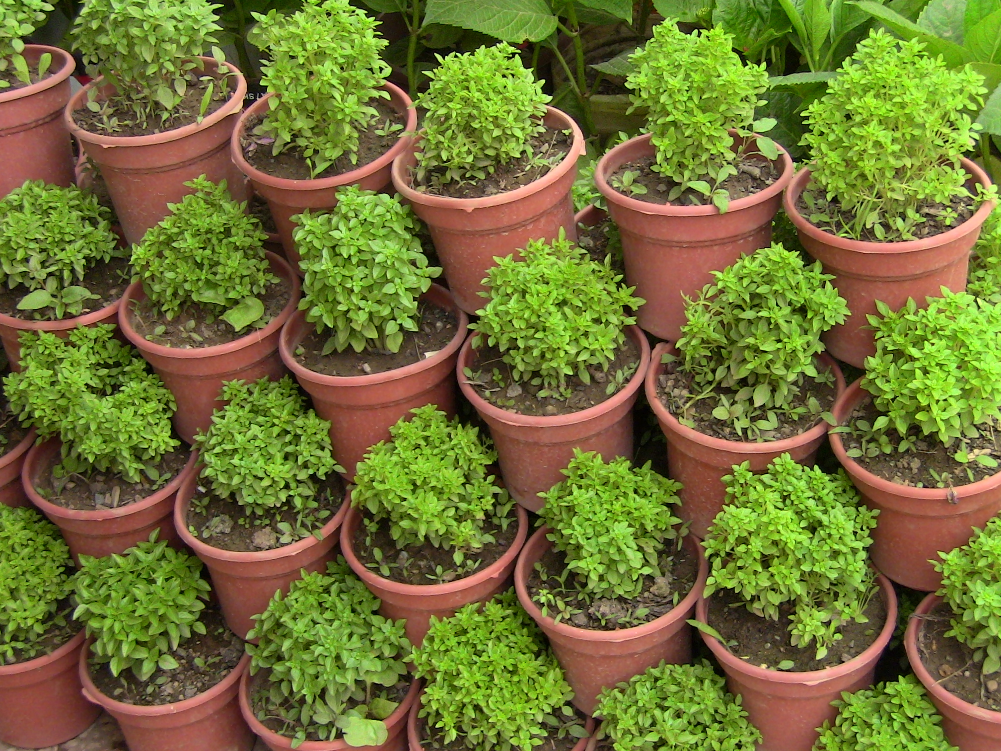 Blida ville des Roses.