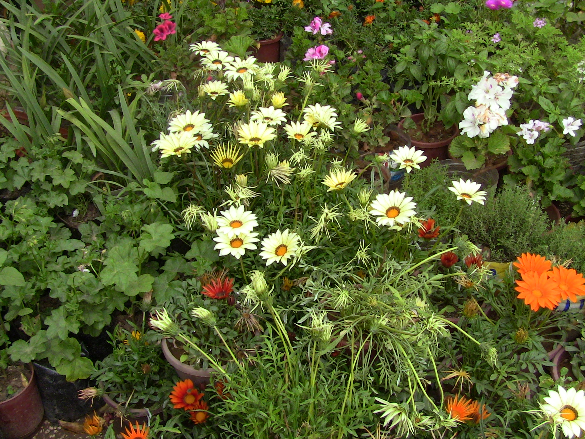 Blida ville des Roses.