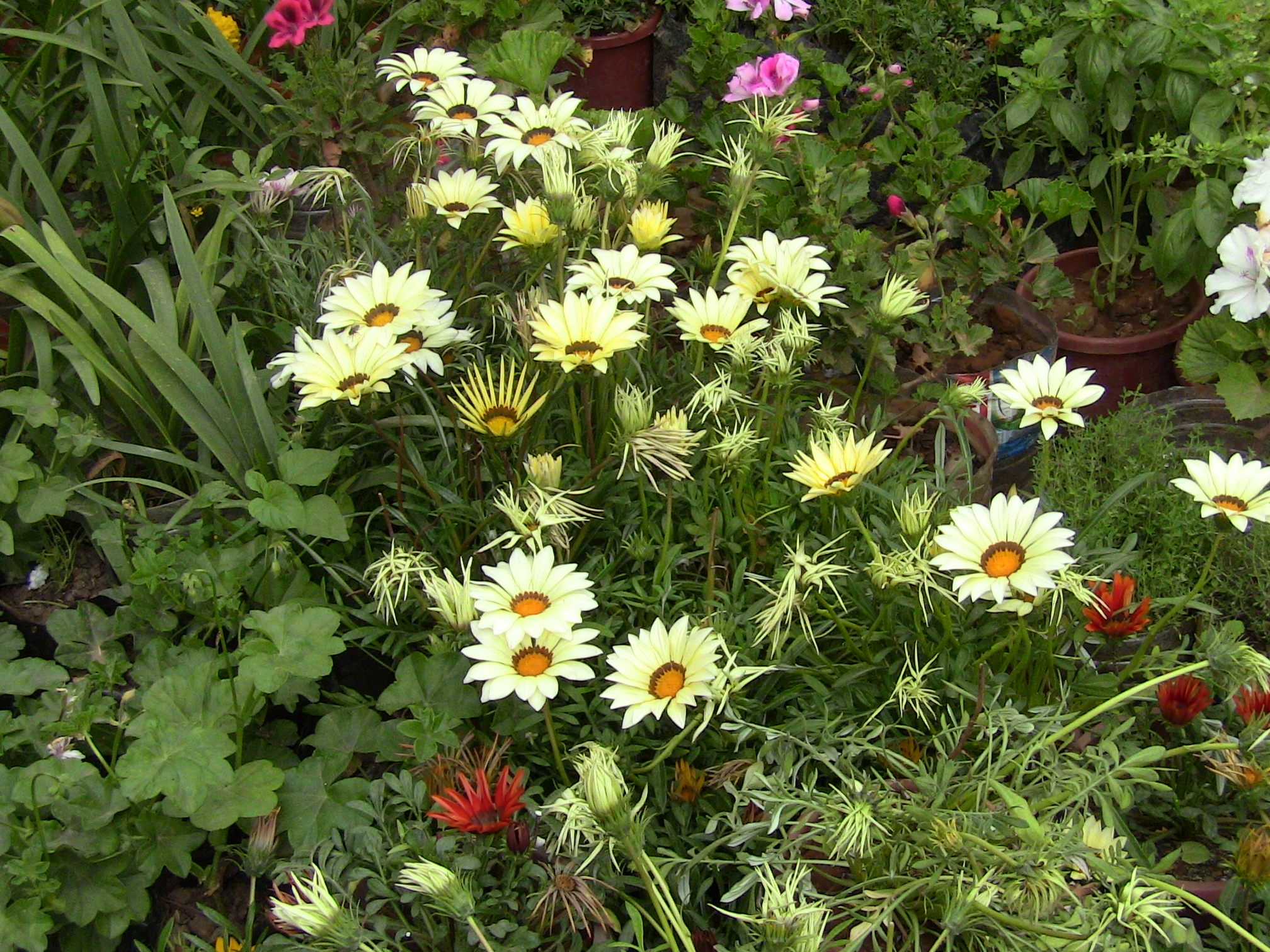 Blida ville des Roses.