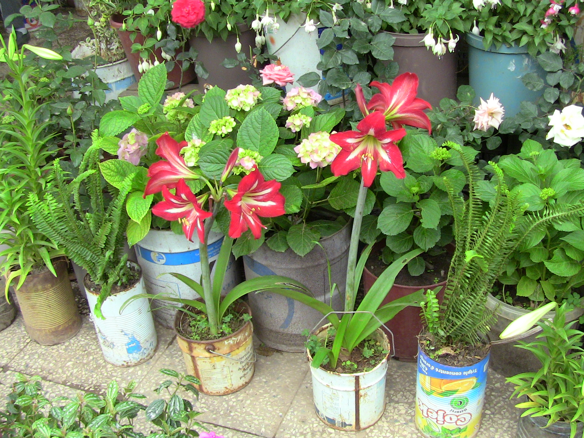 Blida ville des Roses.