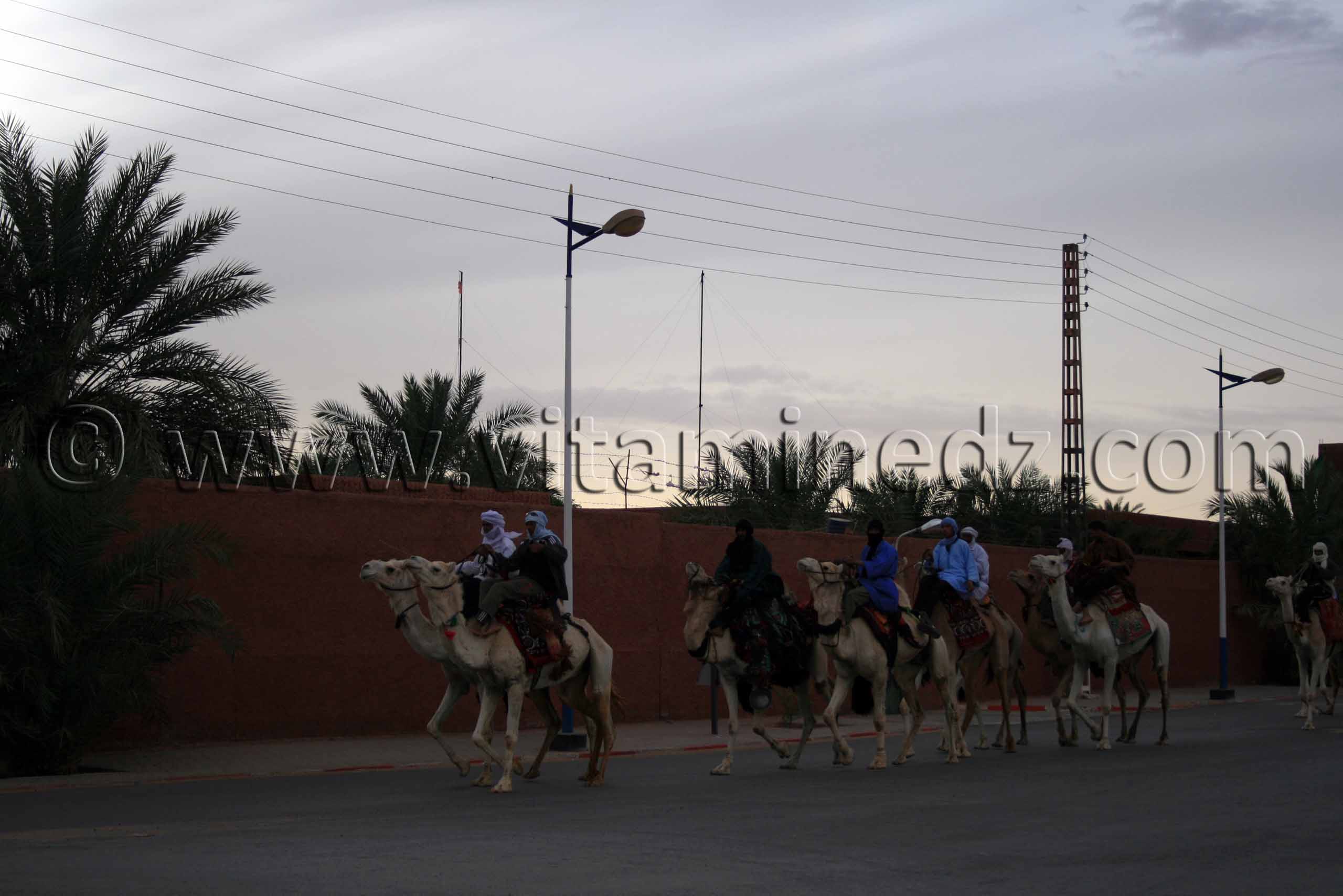 Timimoun - Caravane de chameaux - Mars 2009