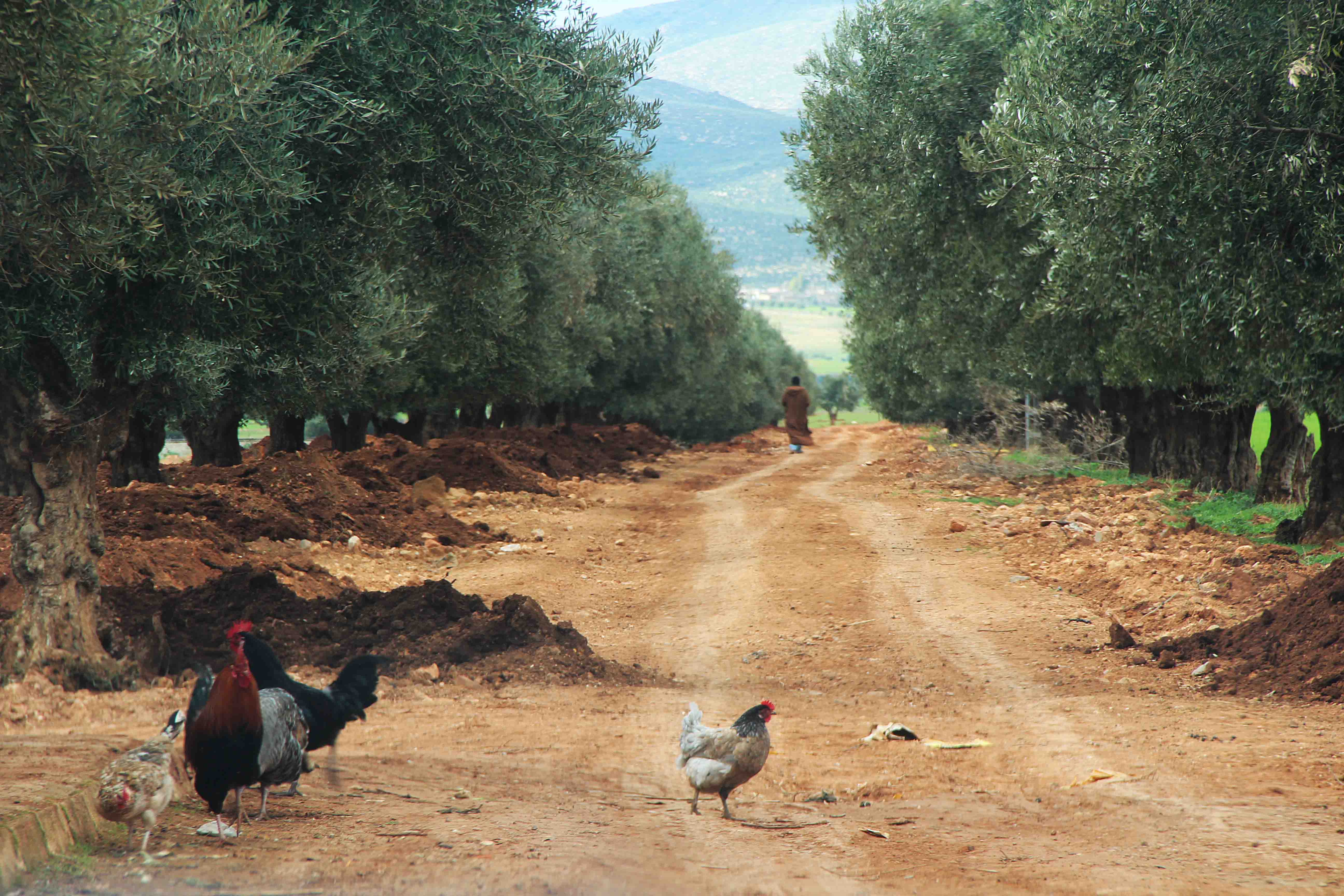 Ouled mimoune commune de Tahmoumine