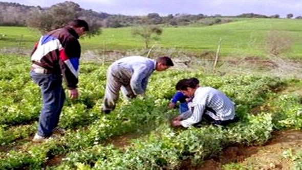 Bientôt des centres de formation agricole dans les wilayas de Mascara, El Oued et Aïn Defla