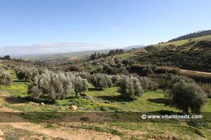 Tlemcen - Jardins, Vergers de Ain El Hout (Oliviers, Orangers...)