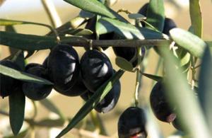 Tizi-Ouzou - La fête de l’olive d’Ifigha pour la préservation du patrimoine oléicole