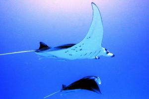 Planète - L'Indonésie crée un grand sanctuaire pour la raie manta
