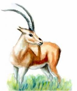 Algérie - Silence, on massacre les animaux dans le désert !