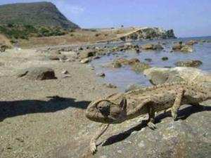 Aïn Témouchent - Madagh:  Comment les habitants tentent de faire reculer le gouvernement   Construction d'un port de pêche