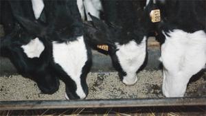 Partenariat Algéro-Français -  Trois usines d'aliments de bétail en cours de réalisation