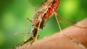 Planète - Le paludisme migre à de plus hautes altitudes avec le réchauffement