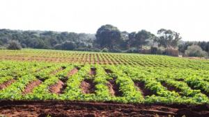 Une convention entre l’université de Mascara et le centre des études agronomiques de Montpellier (France)