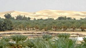 El-Oued réalise les revenus agricoles les plus élevés du pays