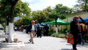 Délaissés, les bigaradiers de Blida dépérissent