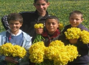Les bouquets de narcisses  fleurissent  dans les rues d’El Tarf