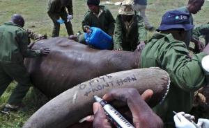 Afrique - Le braconnage au Kenya, un «désastre national», selon Richard Leakey