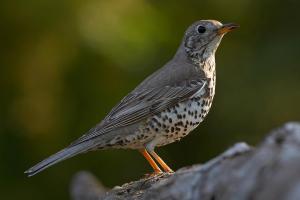 La grive draine à Grarem Gouga dans la wilaya de Mila