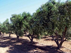 Commune de Maâtkas -  Ath Zaïm célèbre le patrimoine oléicole