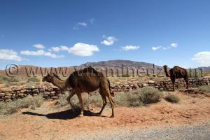 Au sud de Boussemghoun, des chameaux se balladent librement