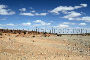 Deux especes d'anes se promenent dans ce oued asseché  Oued El Gharbi  au nord d'El Bnoud