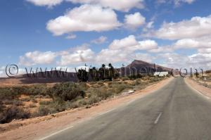 Palmiers au Sud de Boussemghoun près d'El Bnoud