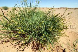 Plante sauvage Commune d\'El Bnoud (Wilaya d\'El Bayadh)