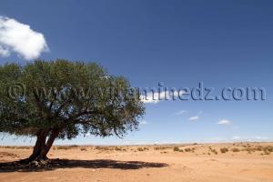 Bel Arbre dans le Oued Gharbi Commune d\'El Bnoud (Wilaya d\'El Bayadh)