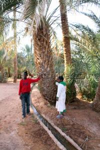 Palmeraie de Guentour Commune Ouled Aissa (Adrar)