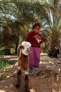 Petite fille en compagnie de sa nouvelle amie une petite chèvre à Ouled Aissa (Adrar)