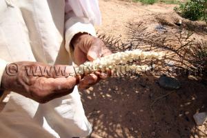 Pollinisation manuelle des palmiers dattiers par les fleurs mâles (Dekkar) ici à Ouled Aissa (Adrar)