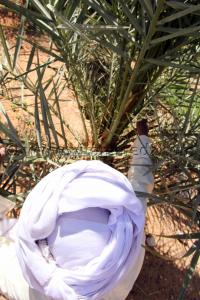 Pollinisation manuelle des palmiers dattiers par les fleurs mâles (Dekkar) ici à Ouled Aissa (Adrar)