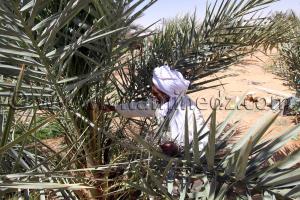 Pollinisation manuelle des palmiers dattiers par les fleurs mâles (Dekkar) ici à Ouled Aissa (Adrar)