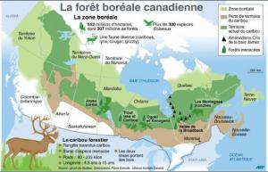 Planète - Canada: le caribou forestier, emblème du recul de la forêt boréale