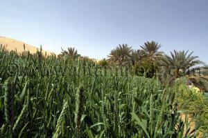 Culture céréalière à Guettouf, Commune de Talmine Wilaya d\'Adrar