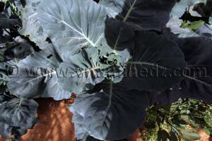 Agriculture à Guettouf, Commune de Talmine Wilaya d\'Adrar