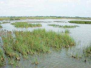 Bethioua (Oran) -  Les habitants dénoncent l’atteinte à la zone humide