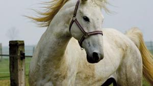 Filière équine : Tiaret se prépare à accueillir son salon du cheval