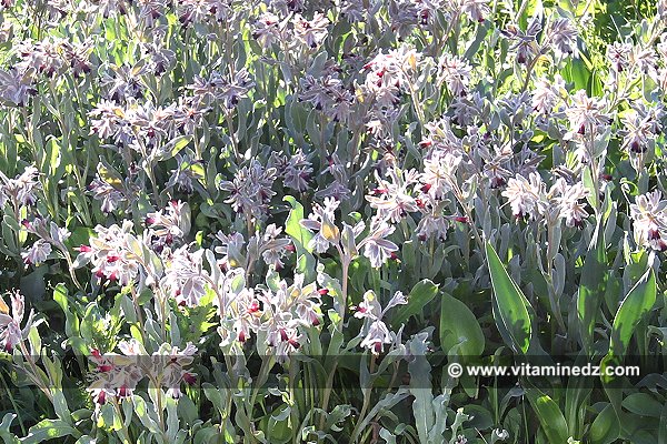 Tlemcen - plantes sauvages