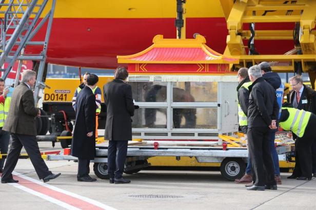 Planète - La Belgique accueille comme des stars un couple de pandas chinois