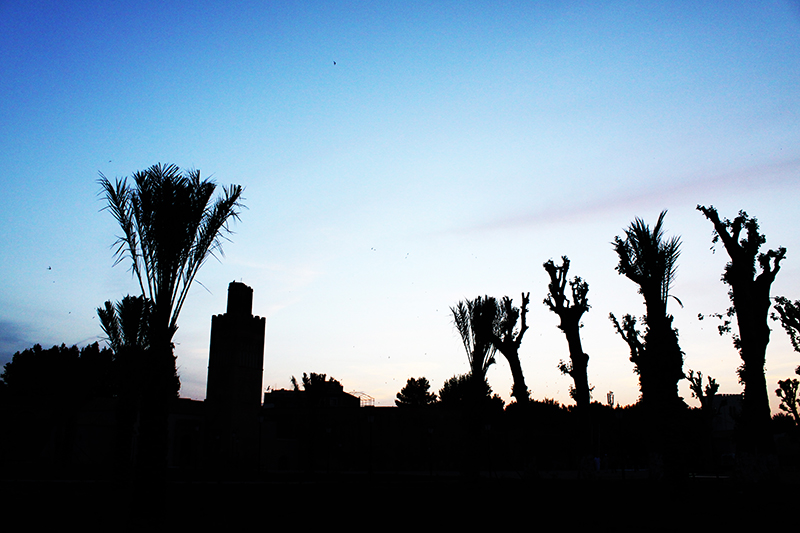 Tailles des Arbres dans toutes la villes de Tlemcen