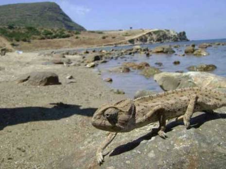 Aïn Témouchent - Madagh:  Comment les habitants tentent de faire reculer le gouvernement  