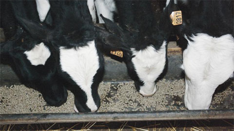 Partenariat Algéro-Français -  Trois usines d'aliments de bétail en cours de réalisation